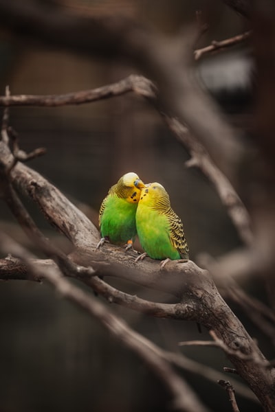 绿色和黄色小鸟褐色树枝
